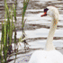 Swan